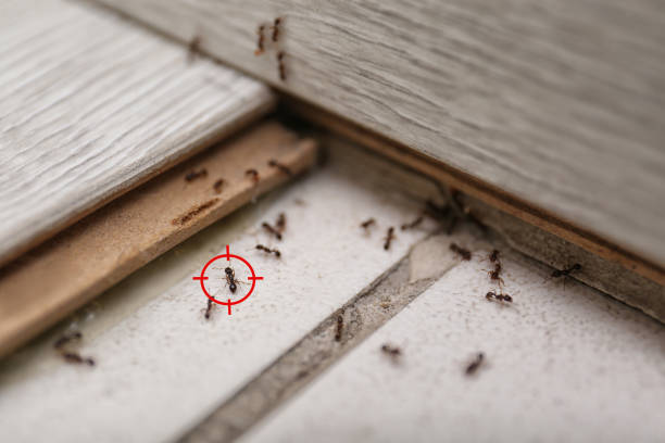 Best Local Pest Control Services  in Sheffield Lake, OH
